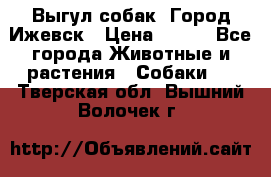 Выгул собак. Город Ижевск › Цена ­ 150 - Все города Животные и растения » Собаки   . Тверская обл.,Вышний Волочек г.
